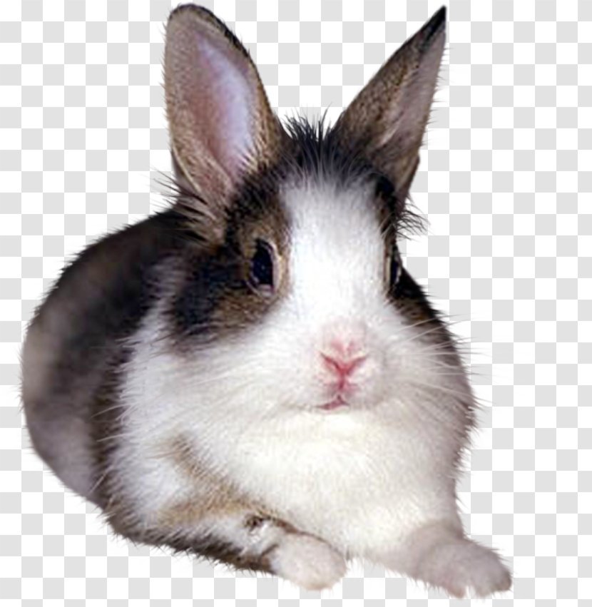 Domestic Rabbit European White - Black Transparent PNG