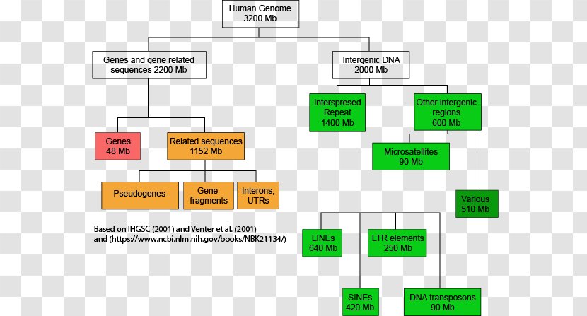Human Genome Project DNA Genomics - Rna - Dna Structure Transparent PNG