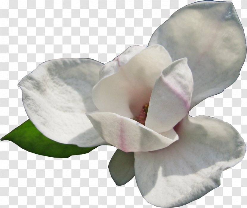 Flowering Plant Blog - Seed - Magnolia Transparent PNG