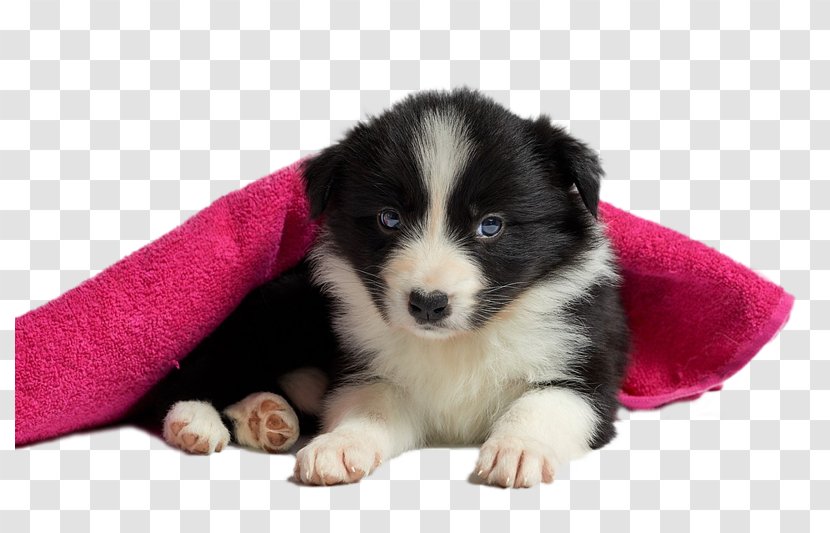 Puppy Rough Collie Rottweiler Border Morkie - Dog Grooming Transparent PNG