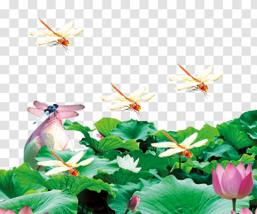 Nelumbo Nucifera Pond Aquatic Plant - Fukei - Dragonfly On Lotus Transparent PNG