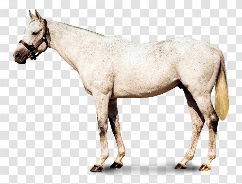 Mane Mustang Stallion Mare Colt - Pack Animal Transparent PNG