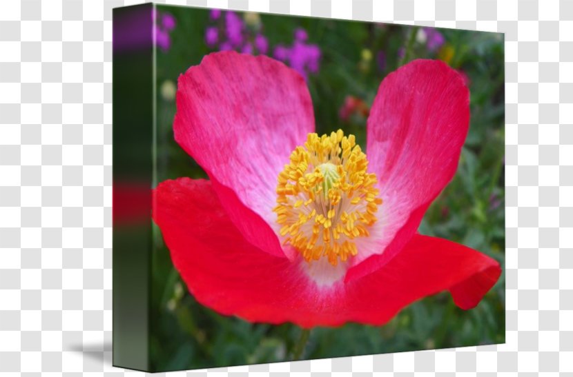 Flowering Plant Rosaceae Petal Peony - Annual - Poppy Flowers Transparent PNG