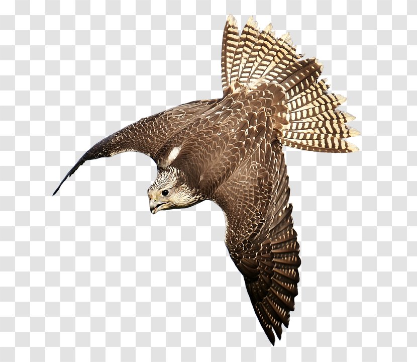 Bird Of Prey Falconry Hawk - Accipitriformes - Falcon Transparent PNG