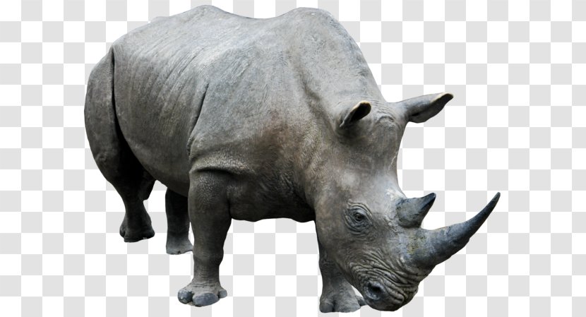 Rhinoceros Clip Art - Horn - Rino Transparent PNG