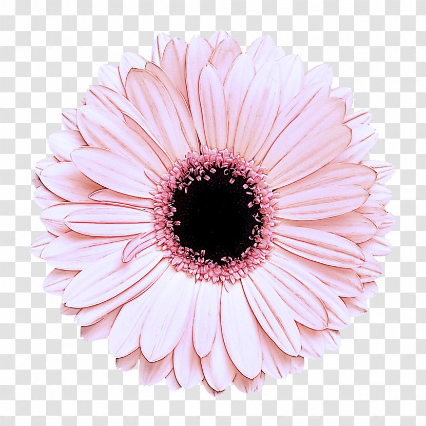 Daisy - Barberton - Family Transparent PNG