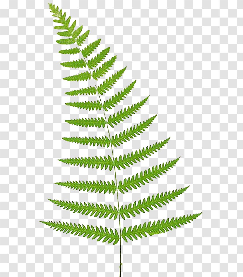 Fern Leaf Frond Clip Art Transparent PNG