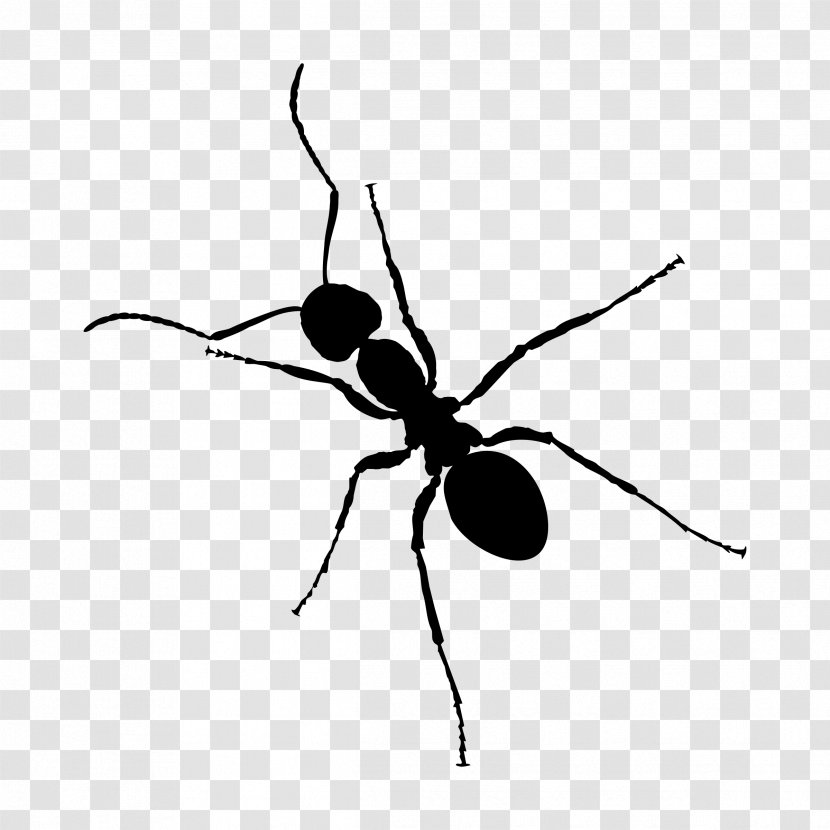 Ant Zap Black And White Insect - Monochrome Photography Transparent PNG