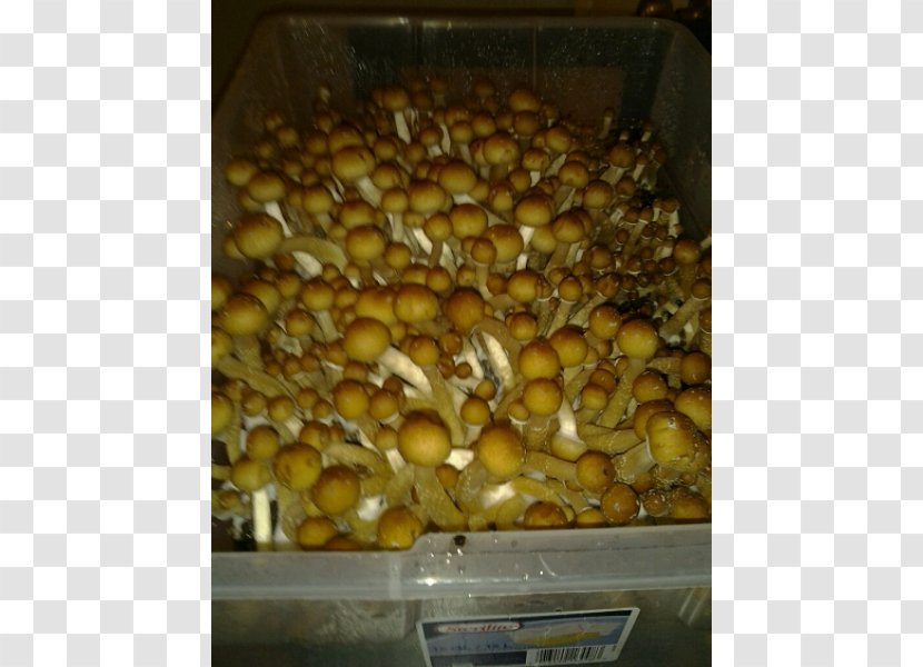 Magic Mushrooms Psilocybin Mushroom PF Tek Psilocybe Cyanescens - Escondido Transparent PNG