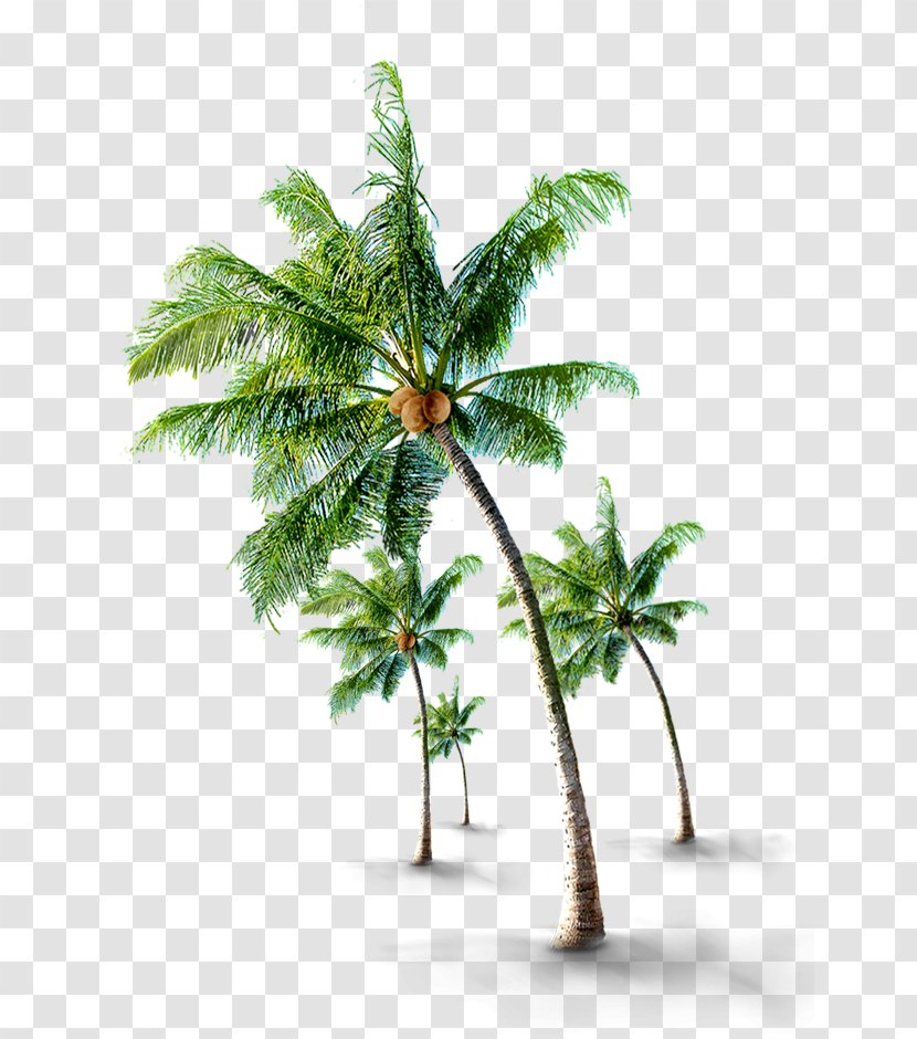 Coconut Arecaceae Tree - Plant - Tropical Trees Transparent PNG