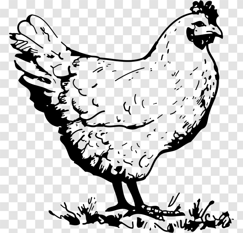 Wyandotte Chicken Dorking Hen Rooster Clip Art - Line - Chickens Transparent PNG
