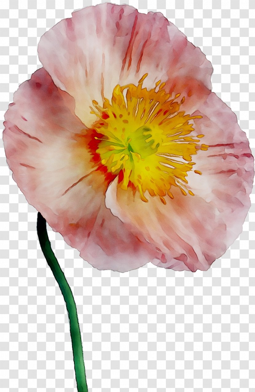 Annual Plant Peony Orange S.A. Plants - Perennial - Wildflower Transparent PNG