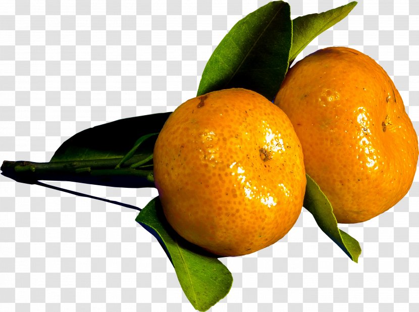 Clementine Mandarin Orange Bitter Rangpur Tangelo Transparent PNG