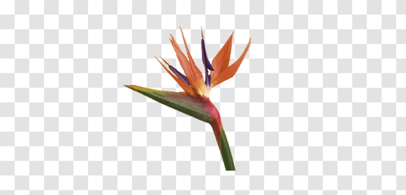 Bird Of Paradise Flower Bird-of-paradise Plant Symbolism - Teleflora Transparent PNG