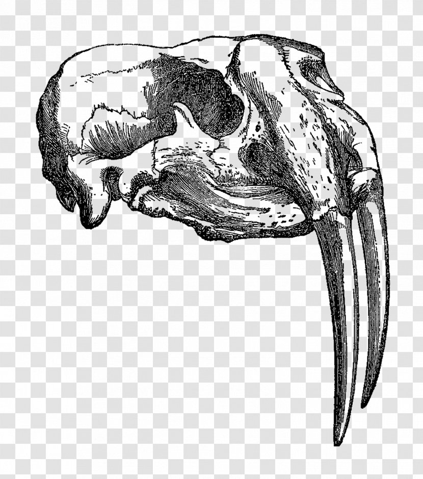 Drawing Animal Skulls - Silhouette - Walrus Transparent PNG