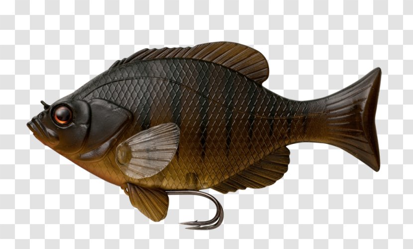 Carp Swimbait Fin Fishing - Fauna - Fish Transparent PNG
