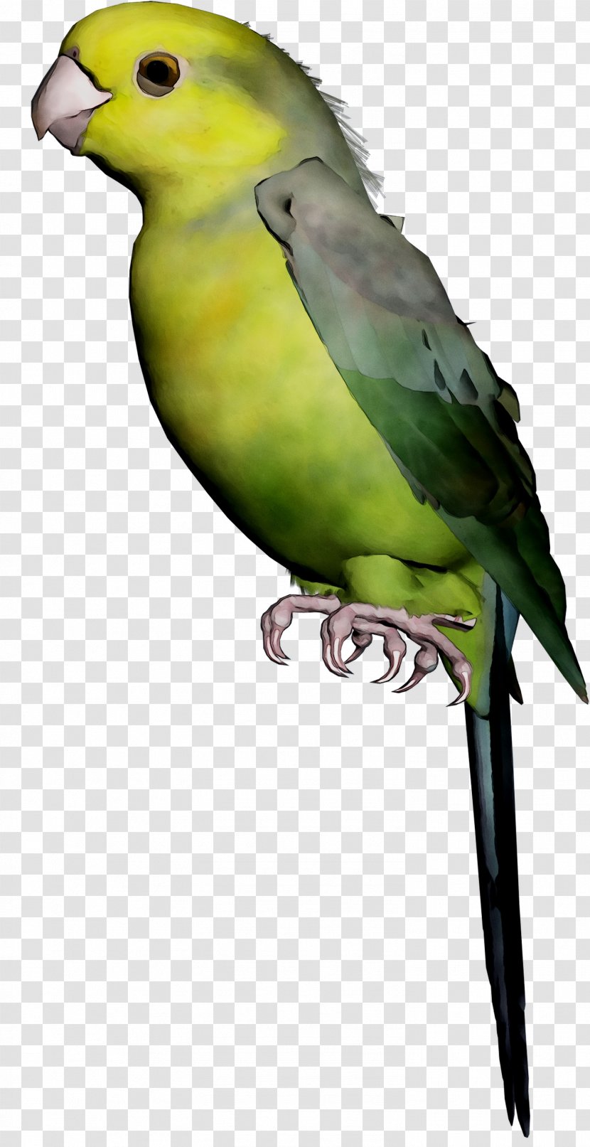Lovebird Parakeet Macaw Feather Pet Transparent PNG