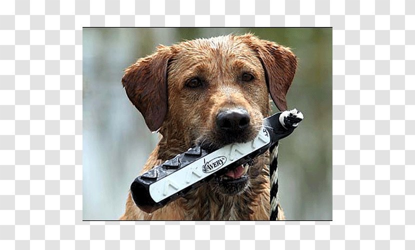 Dog Breed Companion Terrier Collar - Gundog Training Transparent PNG