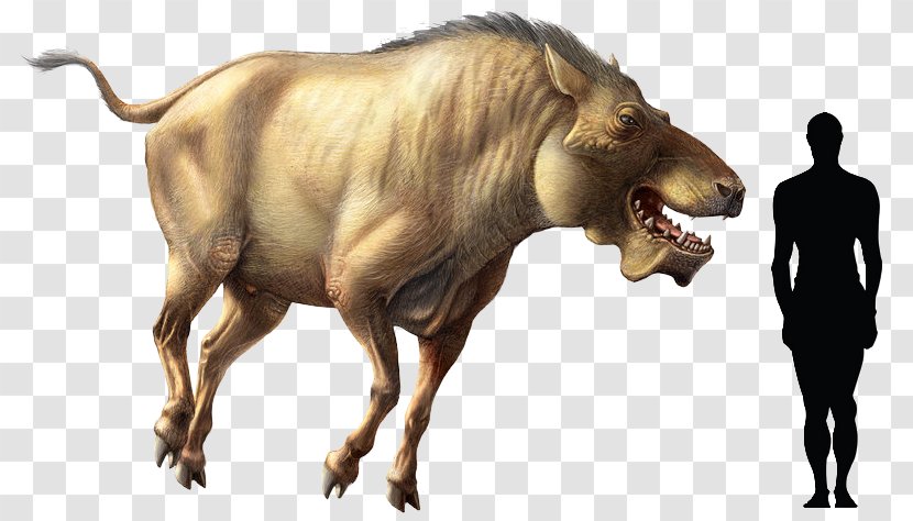 Tyrannosaurus Wild Boar Daeodon Carnivorous Animals Carnivore - Omnivore - Extinct Animal Transparent PNG