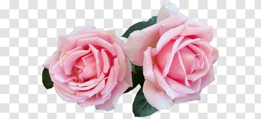 T-shirt Perfume Designer Rose - Flower - DoTERRA Clove Transparent PNG