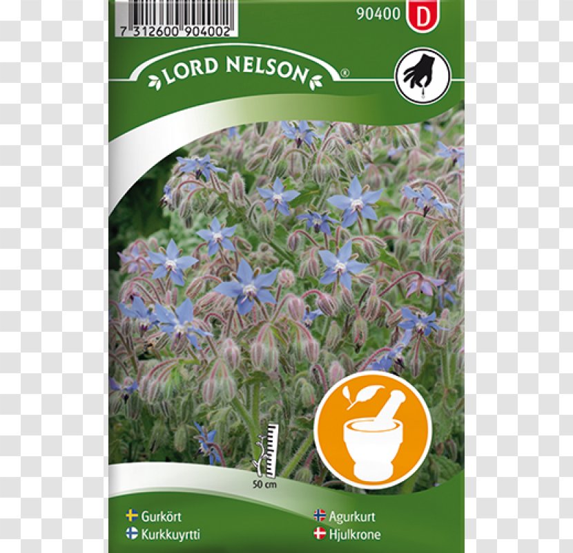 Canterbury Bells Seed Dill Garden Peach-leaved Bellflower - Nepeta - Vis Identification System Transparent PNG