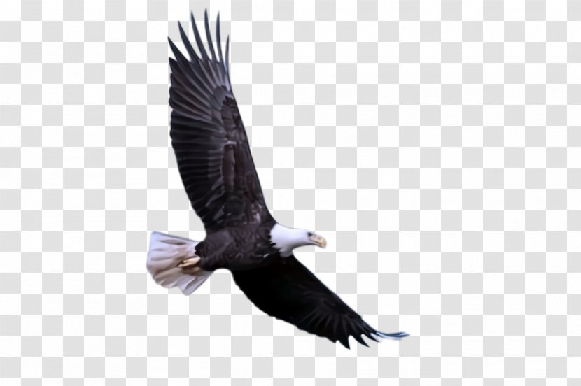 Bird Bald Eagle Of Prey Accipitridae - Vulture Condor Transparent PNG