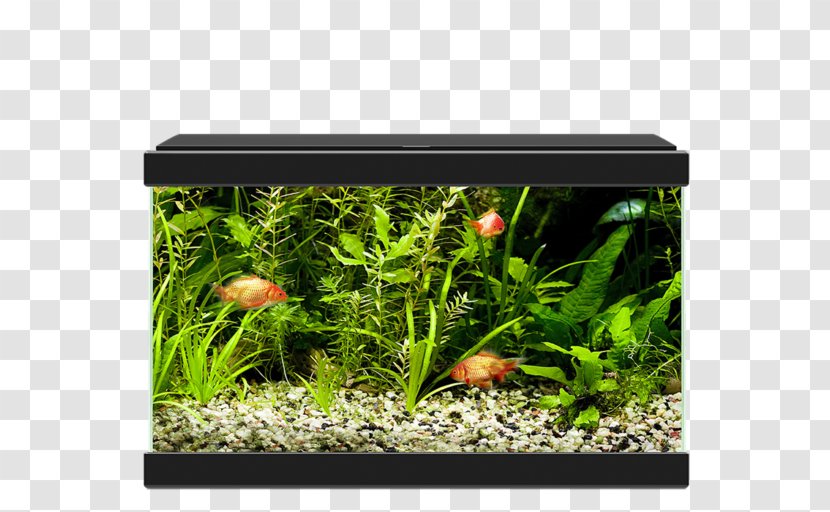 Light-emitting Diode Aquariums Ciano Aqua - Grass - Light Transparent PNG