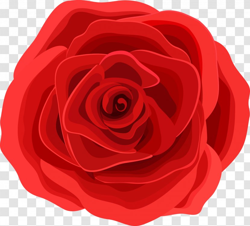 Beach Rose Graphic Design Flower - Red Roses Vector Material Transparent PNG