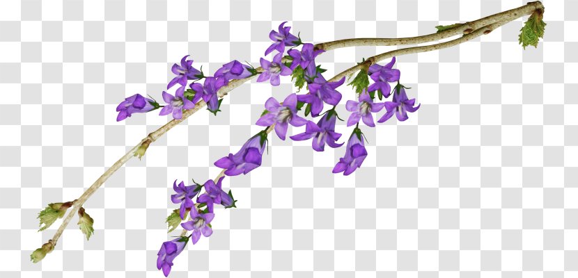 Cut Flowers Violet Purple Mauve - Flower Transparent PNG