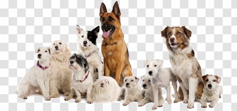 Boxer German Shepherd Parson Russell Terrier Border Collie Pet Sitting - Dog Training - Obedience Trial Transparent PNG