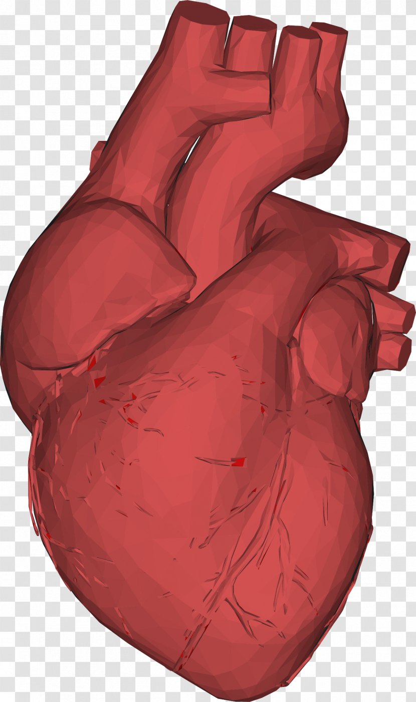 Heart Anatomy Low Poly - Cartoon Transparent PNG