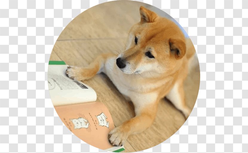 Shiba Inu Finnish Spitz Icelandic Sheepdog Puppy Dog Breed - Like Mammal Transparent PNG