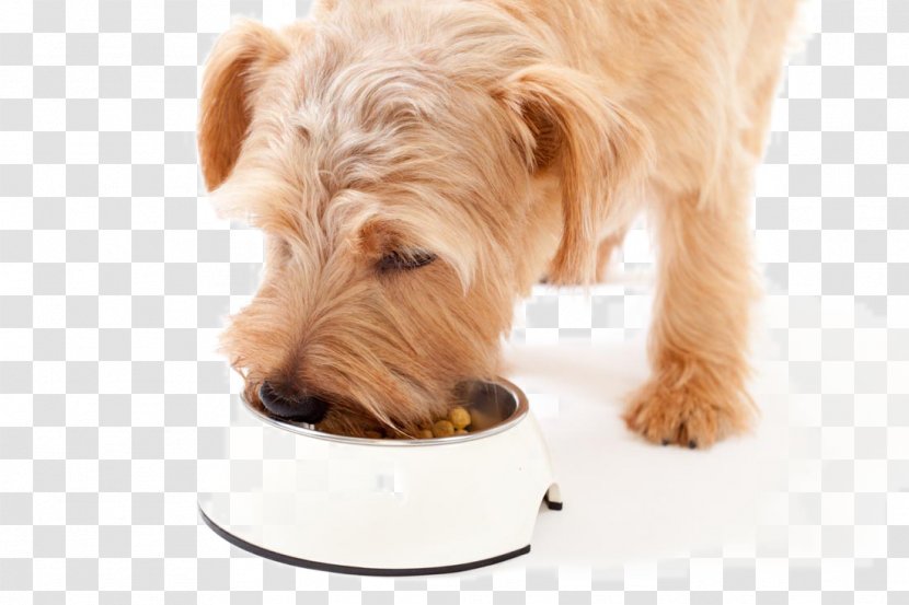 Dog Meal Food Pet Eating - Disease - Happy Puppy Transparent PNG