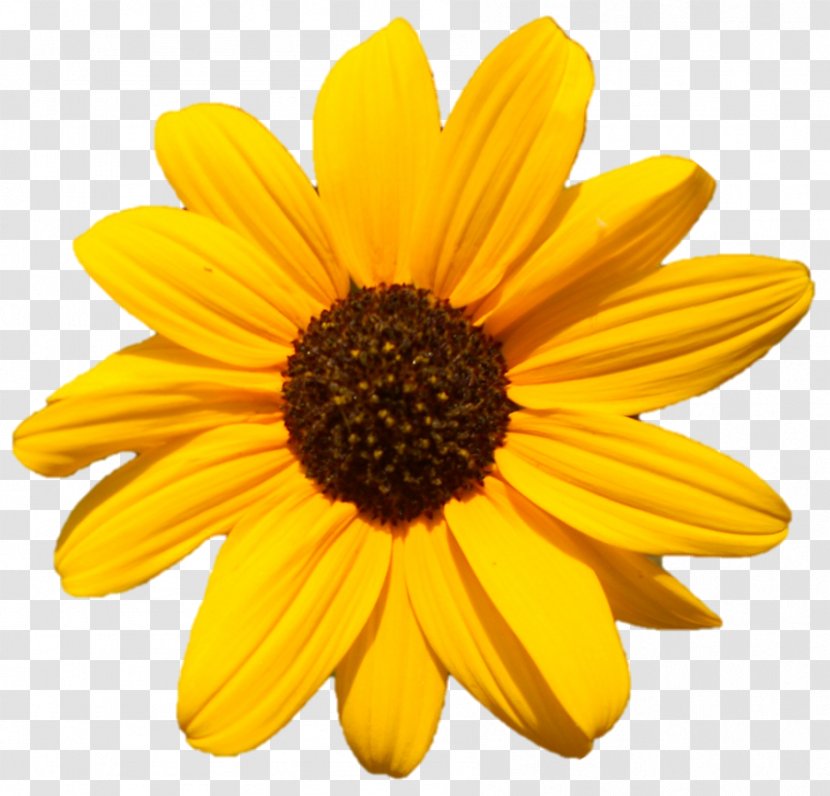 Desktop Wallpaper Common Sunflower Photography - Petal Transparent PNG