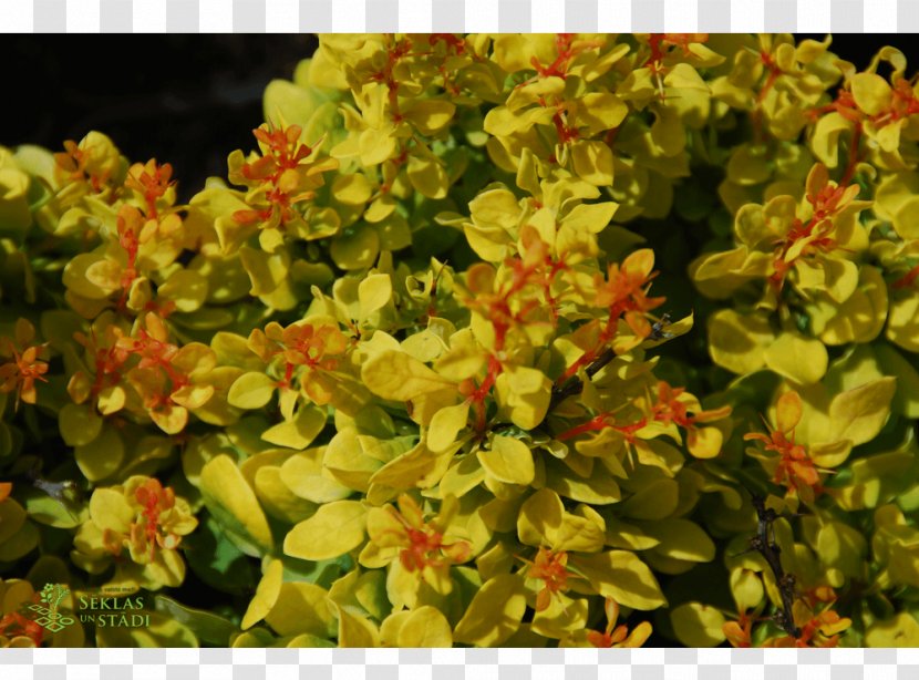 Flower Herb Groundcover Annual Plant Shrub Transparent PNG