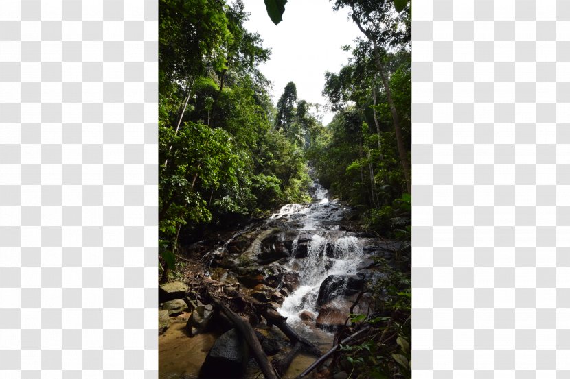 Taman Negara Kuala Lumpur Waterfall Forest Park Kanching Falls Travel - Flora Transparent PNG