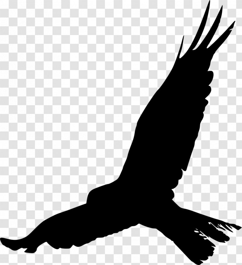Bird Silhouette Eagle - Frame Transparent PNG