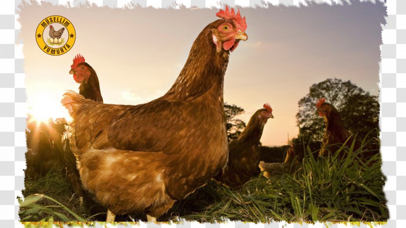 Chicken Poultry Farming Free Range Eating - Egg Transparent PNG