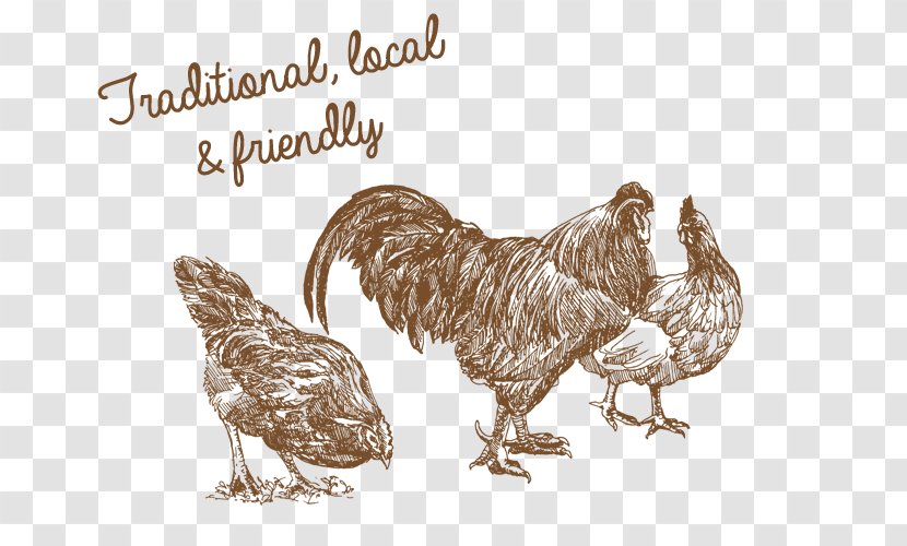 Livestock Drawing Chicken Sketch - Fauna Transparent PNG