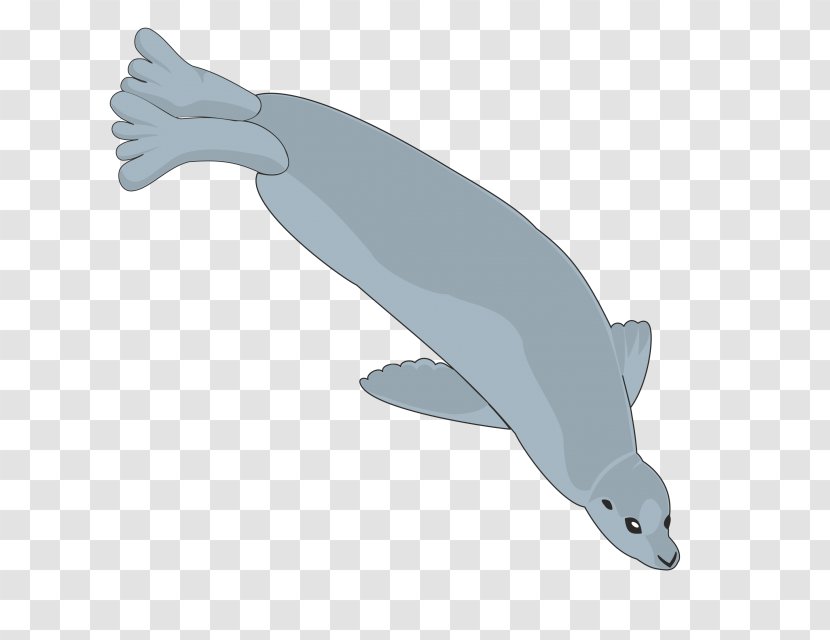 Tucuxi Common Bottlenose Dolphin Porpoise Transparent PNG