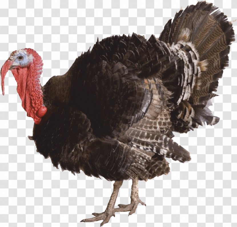 Domesticated Turkey Clip Art Meat Image - Beak - Male Chicks Transparent PNG