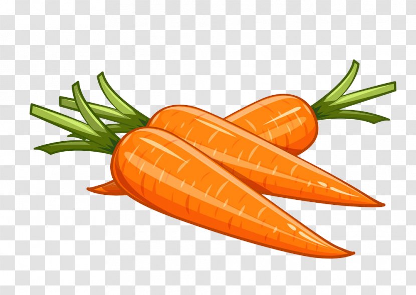 Carrot Euclidean Vector Vegetable Illustration - Orange - Hand-painted Transparent PNG