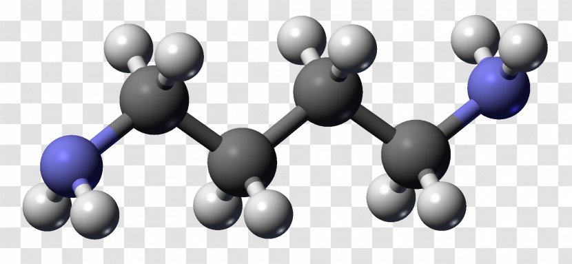 Putrescine Cadaverine Molecule Polyamine Chemical Compound - Molecular Formula Transparent PNG