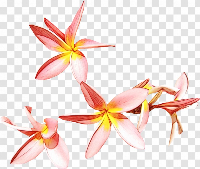 Watercolor Pink Flowers - Wildflower Crinum Transparent PNG