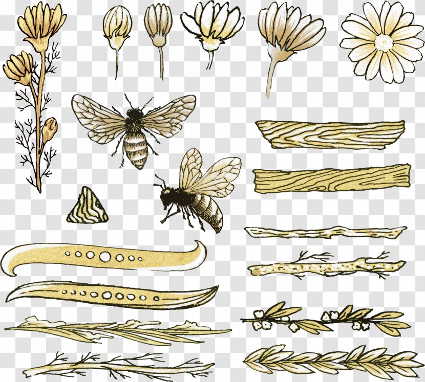 Honey Bee Drawing - Butterfly - Vector Transparent PNG