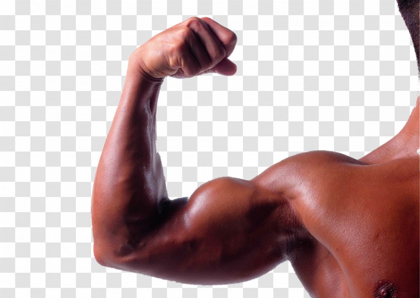 Biceps Arm Triceps Brachii Muscle Brachialis - Tree - Robust Transparent PNG