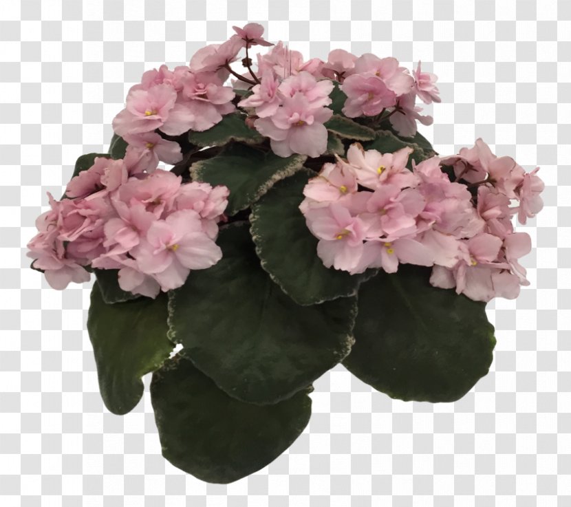 Hydrangea Flowerpot Houseplant Pink M Shrub - Flowering Plant - African Violet Transparent PNG