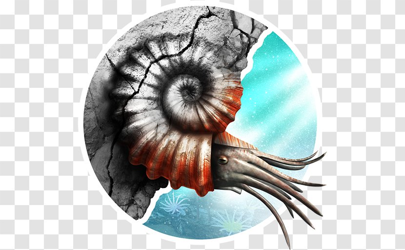 Invertebrate Nautiluses Eye Transparent PNG