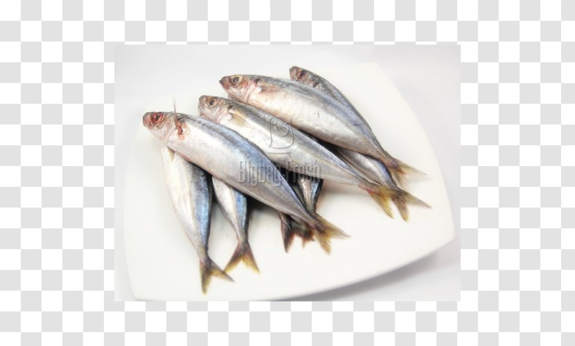 Sardine Pacific Saury Fish Products Oily Blackfin Scad - Capelin Transparent PNG