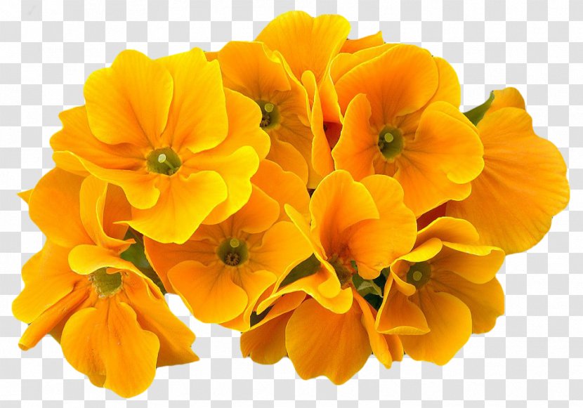 Learn Flower Plant Cowslip Eudicots - Android Transparent PNG
